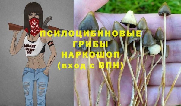 прущие грибы Переславль-Залесский